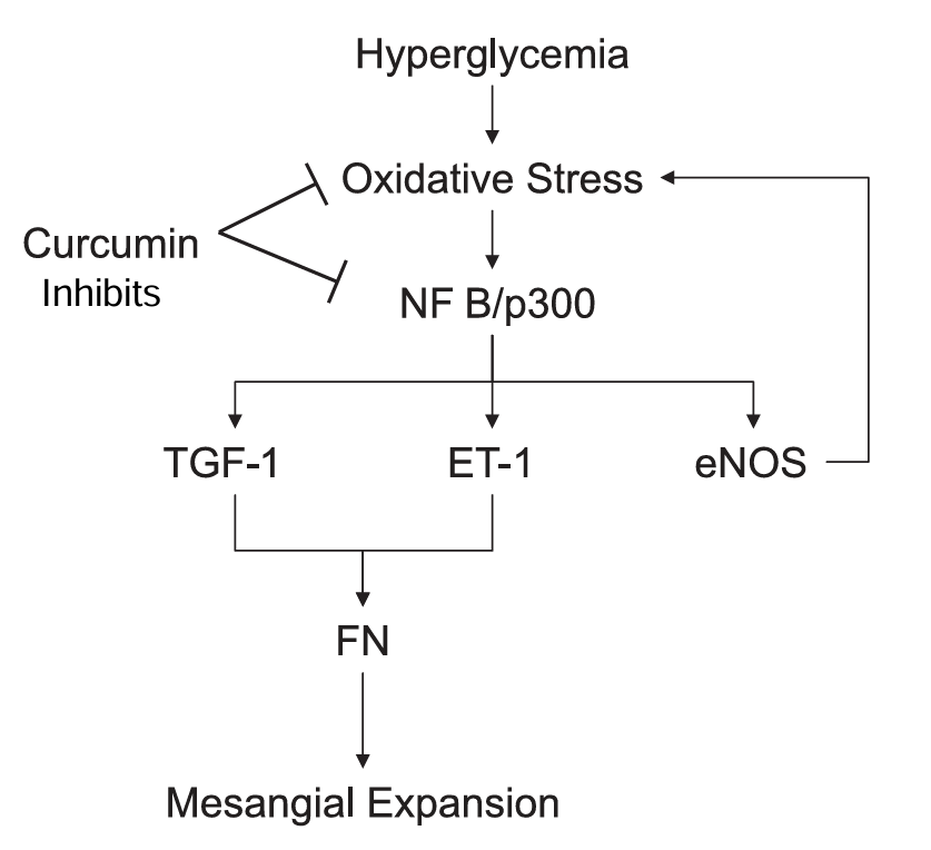 Curcumin Image 2